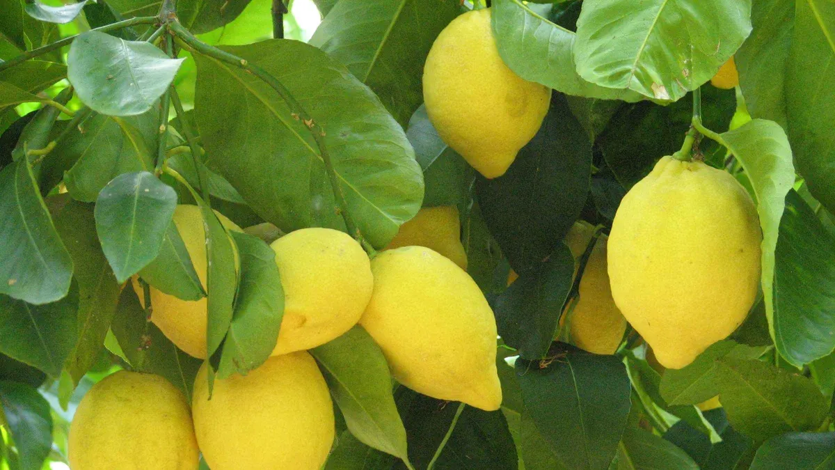 Sorrento: Lemon, Olive Oil and Wine Tasting Tour with Lunch listing photo for Limoncello tasting in Sorrento, Sorrento